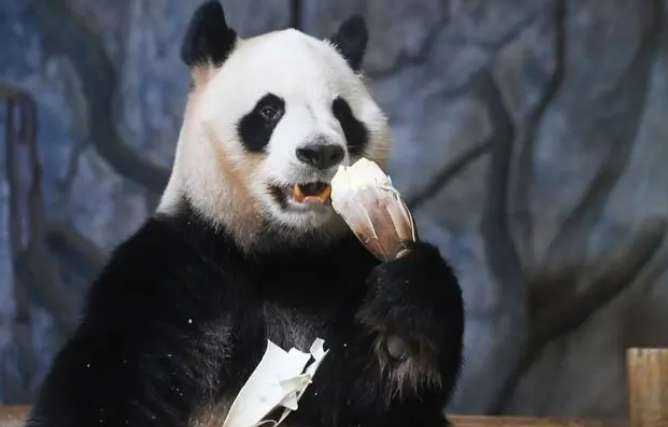 Do giant pandas also like to eat cones? Shenzhen Wildlife Park giant pandas enter bamboo shoot season