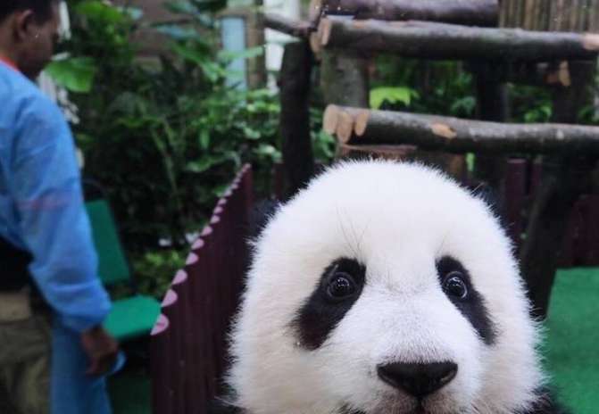 Giant panda Nuan Nuan was returned to Malaysia and is now living happily in her hometown in Sichuan!