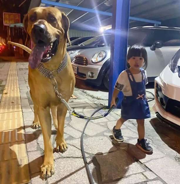 He raised a 180-year-old big dog as a bodyguard, but the little owner broke down and accused him of being so childish!