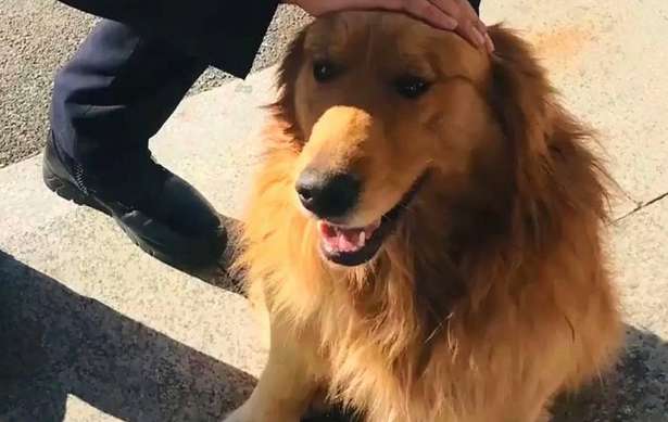 The golden retriever got separated from his owner and only wanted to eat and drink at the police station! Netizens laughed so hard it was in vain
