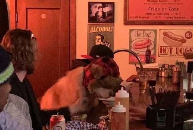 The dog went to the bar to get drunk. Netizen, look at the dog. He seems to be alone.