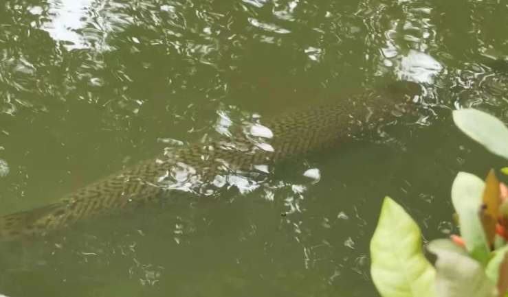 Urgent fishing! Alligator gar found in central lake of Guangzhou university