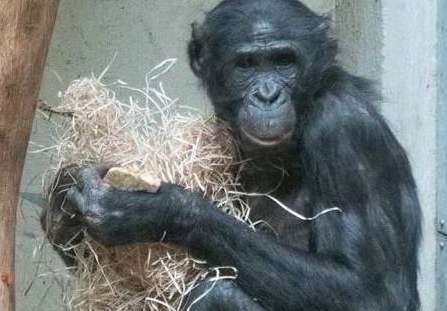 A chimpanzee was abandoned by his mother, bullied by his peers, and had his ears bitten off