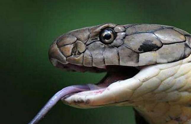 What happens when a king cobra meets a cobra? If two poisons fight, one of them will die!