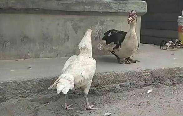 A hen watching a knobby duck walk its babies unexpectedly got into trouble and was beaten severely by the duck.