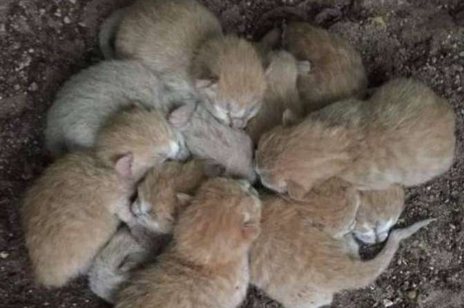 A netizen picked up a litter of orange cats and took them home. With so many orange cats, there is a mine in the house!