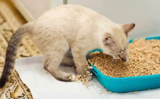 Do kittens use cat litter by themselves? Novice cat owners need to know about it