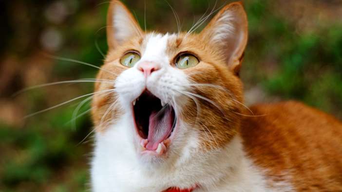 Do you know why cats keep opening their mouths?
