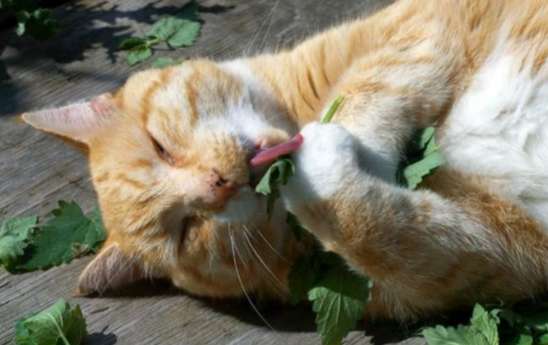 How does a cat react after eating catnip?