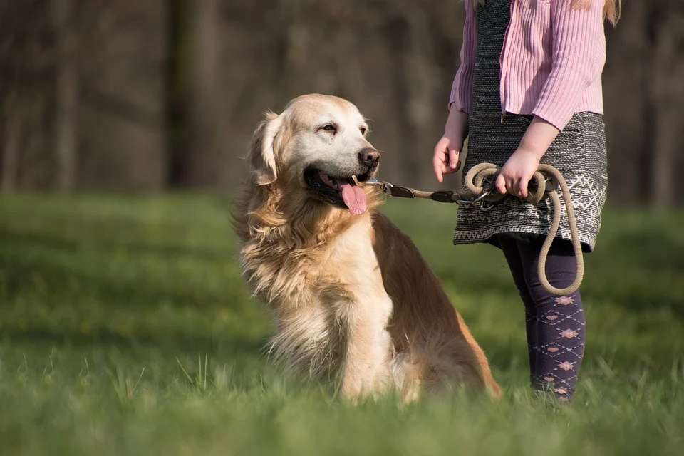 Necessary strategies for shit shovelers: seven key training points for big warm male golden retrievers