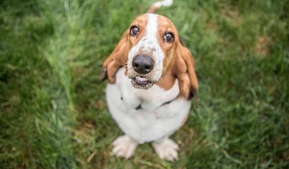 If you want to raise a Basset dog, you must master its feeding skills Have you done it?