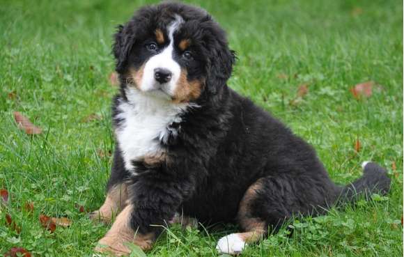 Diseases have causes and cures, and every Bernese Mountain Dog deserves to be cherished!
