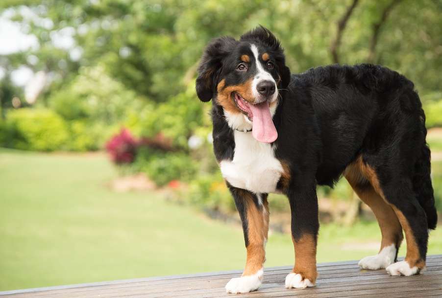Tall in stature and honest in personality, let’s get to know the Bernese Mountain Dog!